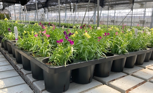 2. 한국수목원정원관리원은 다회용 화분 사용을 통한 정원식물 재배로 노플라스틱을 실천한다