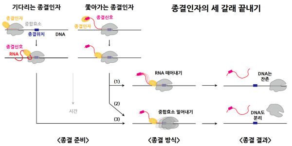 대장균 전사종결인자의 세 갈래 끝내기
