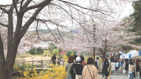 숨은 벚꽃 명소 호서대학교
