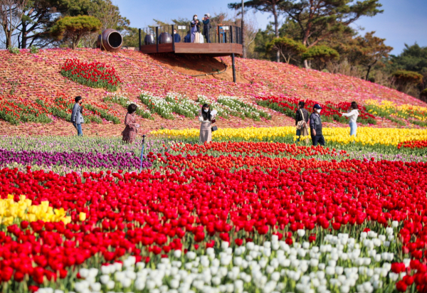 태안 봄꽃축제(태안세계튤립꽃박람회)