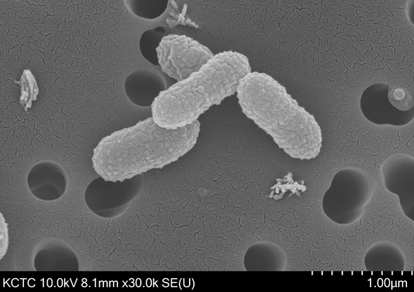 아커만시아 뮤시니필라 균주