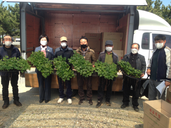 시험재배 고구마 포트묘를 든 참여 농가