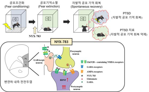 NYX-783의 PTSD 치료 효과 기전