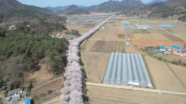 주산 벚꽃길 (항공촬영)