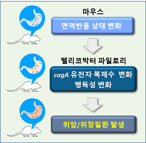 헬리코박터 파일로리 cagA 복제 수 변화 기전 생체 내(in vivo) 연구 개요도