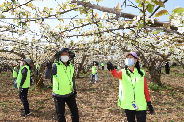 이종욱 충남세종농협본부장(왼쪽)과 한성일 목요언론인클럽회장(오른쪽)이 아산시 음봉면 만봉농장에서 배꽃 화접 일손돕기 봉사활동을 펼치고 있다