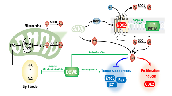 선녀배 추출물 및 폴리갈라테노사이드A 작용기전 도면