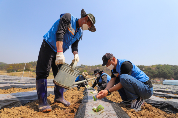 잎담배 이식 봉사활동 모습