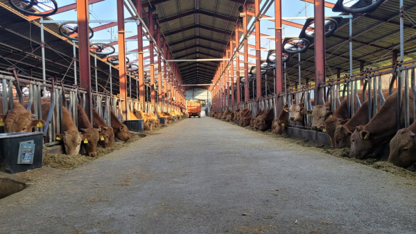 홍성관내 한우농가/홍성군 제공