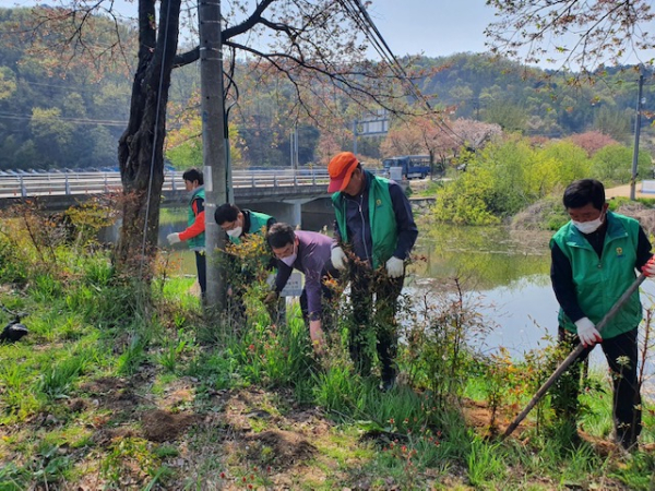 세종시새마을회는 관내 도로변 교차로 13곳에 남천 4000주를 식재했다.