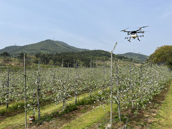 드론이 지난 26일 팔봉면 진작리 사과농가에서 인공수분하는 모습