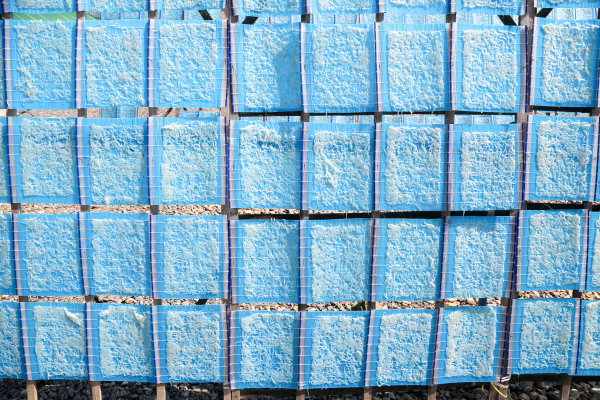 장고항 뱅어포 건조작업 모습