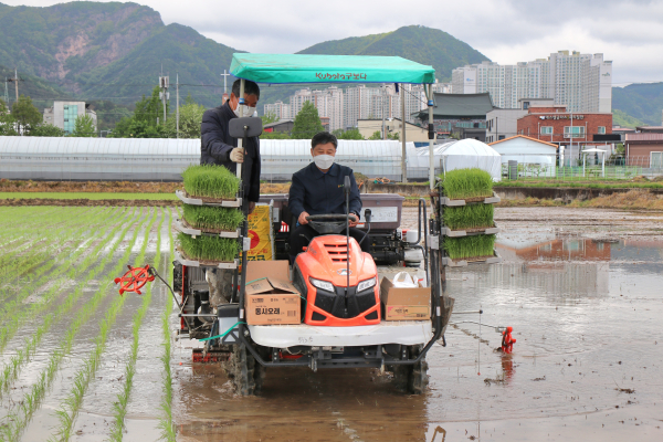29일, 새터민과 함께하는 상생‧협력농장 모내기 현장 모습
