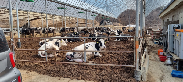 세종시 보건환경연구원이 젖소 유방염 예방관리를 위해 임상증상 확인 등 농가 예찰을 수행하고 있다.