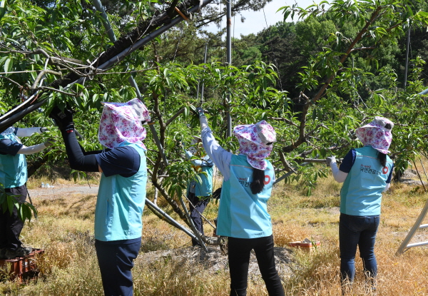 가정의 달을 맞아 1사1촌 자매마을인 세종시 연동면에서 농가 일손돕기 봉사활동 모습