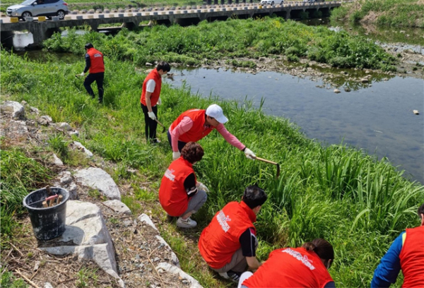 건협 대전충남지부에서 대전천 내 노랑꽃창포 식재지를 정비하고 있다.