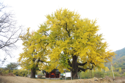 임난수은행나무