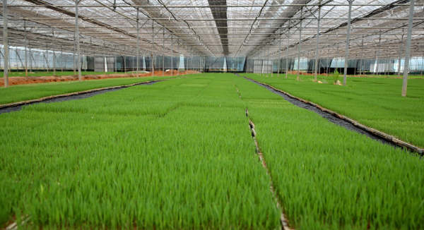 모 수급 알선창구 운영 (남면 진산리 예비못자리 재배)