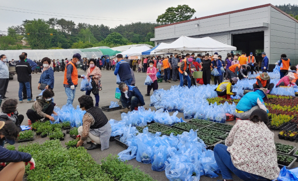 원북면 꽃묘나눔행사(2021. 5.)