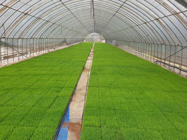 모내기를 앞둔 모판