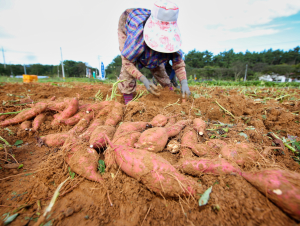 지난해 호박고구마 수확 모습(안면읍).