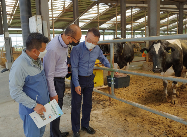 천안시농업기술센터와 농촌진흥청 국립축산과학원이 함께 실시하는 ‘미네랄 블록 실증실험’ 현장.