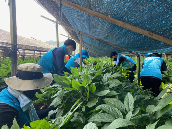 지난 25일 대전시 서구 오동인삼 농가를 방문하여 2,000평 규모의 인삼밭 꽃따기 작업 봉사 모습