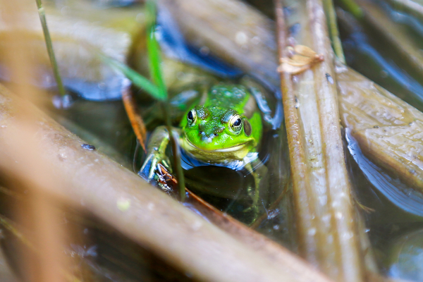 지난 29일 서산버드랜드 내 습지에서 발견된 금개구리