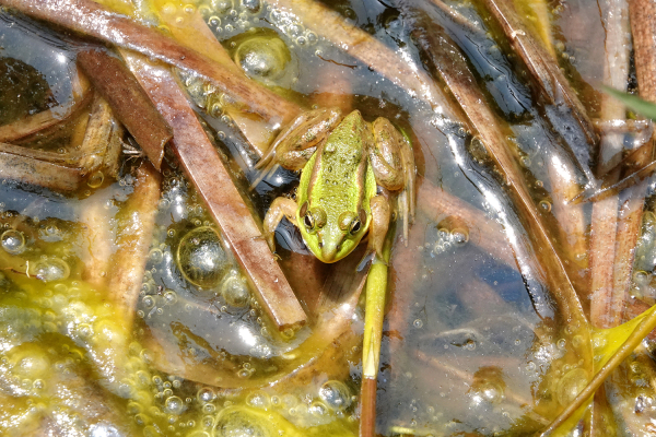 지난 29일 서산버드랜드 내 습지에서 발견된 금개구리