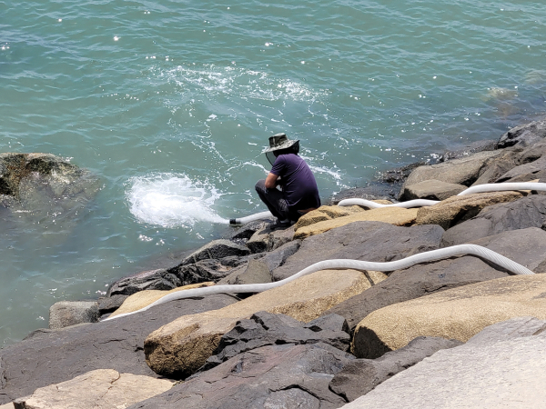 대하 치어 3160만 마리 방류 모습