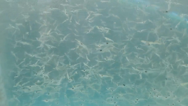 대하 치어 3160만 마리 방류 모습