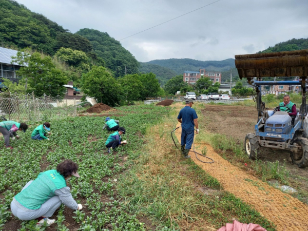 금학동 여름꽃 식재 행사 모습