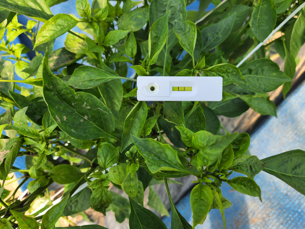 고추 바이러스 진단키트