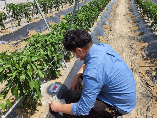 농촌지도사가 8일 인지면 고추농가를 방문해 바이러스 진단키트로 무료 검사하는 모습