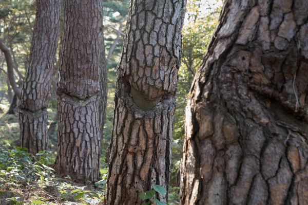 천년의 숲길 사진