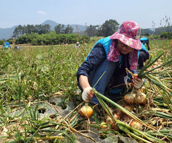 송성일이사를 비롯한 직원 40여명은 9일 나주시 다시면 양파수확농가를 찾아 일손을 보탰다