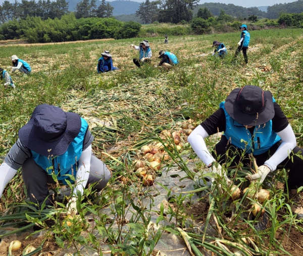 공사 직원들이 나주시 다시면 양파 수확농가에서 양파 수확을 돕고 있다