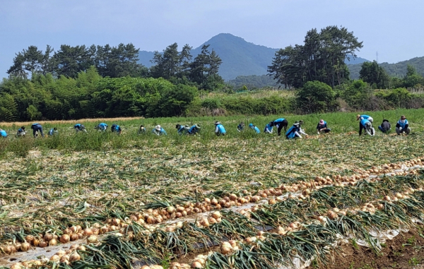 공사는 올해 4월부터 전국 부서에서 약 천여명의 직원이 인력이 많이 필요한 활동 중심으로 농가 일손을 돕고 있다