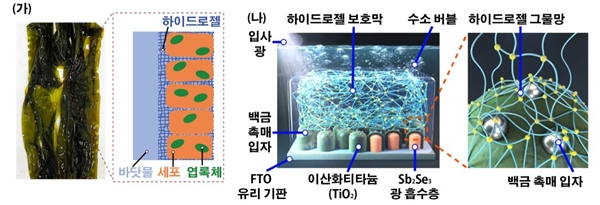 해조류 표면 구조 개요도(가)와 하이드로젤 코팅된 광전극 구조(나)