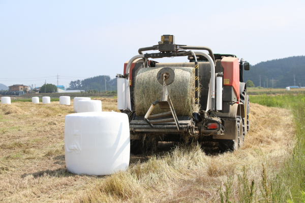 사료작물 수확 모습.