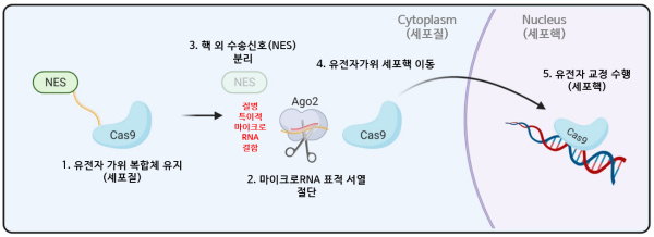 세포 내 셀프 체크인의 마이크로RNA 특이적 작용 모식도