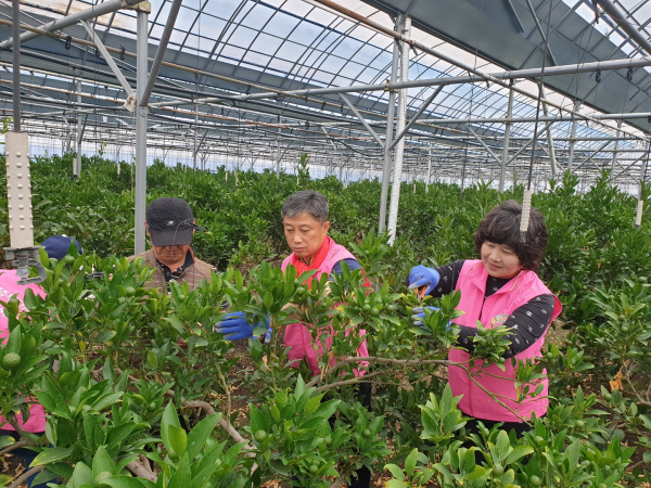 (사)고향주부모임 행복나눔봉사단 농촌봉사활동 모습