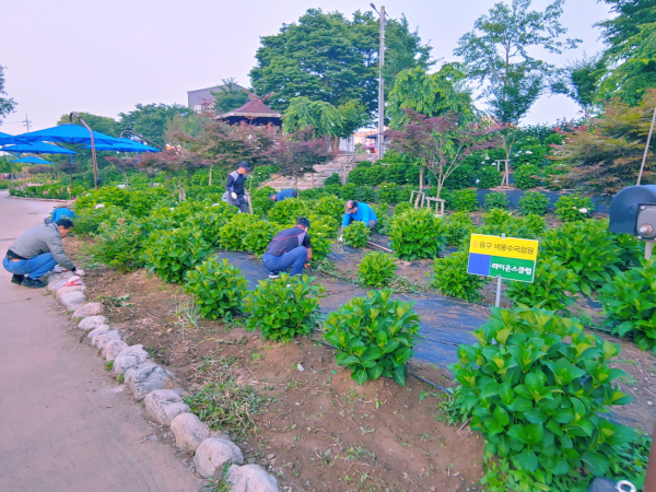 유구색동수국정원 환경정화 활동