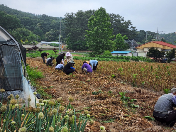 서천군청 직원 농가 일손돕기 모습