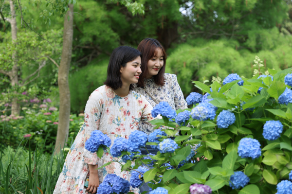 수국을 보는 탐방객