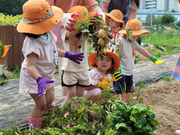 어린이집 원생 감자 캐기 체험 장면