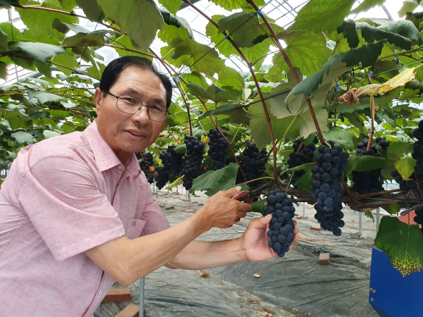 남포 사현포도 수확 장면