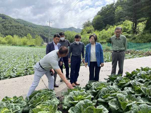 강원지역 수매비축 배추 산지 현장점검 * 한국농수산식품유통공사 배옥병 수급이사(우측 2번째)