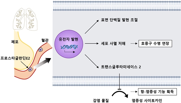 폐 환경에서 폐 호중구를 조절하는 기작