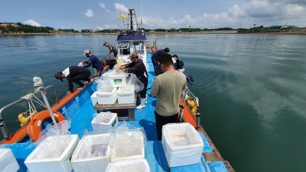 주꾸미 방류/충남도 제공